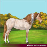 Horse Color:Red Roan Tobiano