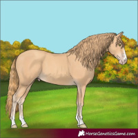 Horse Color:Gold Champagne