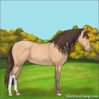 Horse Color:Amber Champagne