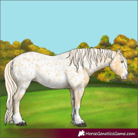 Horse Color:Palomino Near Leopard  and Palomino Blanket 