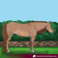 Horse Color:Red Dun 