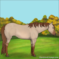 Horse Color:Red Dun 