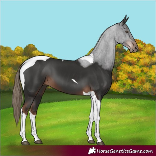 Horse Color:Liver Chestnut Tobiano 