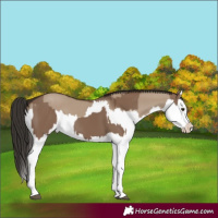 Horse Color:Liver Red Dun Splash  and Liver Red Dun Splash 