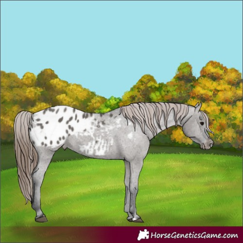 Horse Color:Grullo Appaloosa