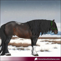 Horse Color:Brown Tobiano 