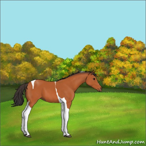 Horse Color:Bay Tobiano