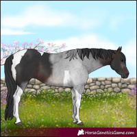 Horse Color:Brown Tobiano 