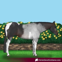 Horse Color:Brown Tobiano 