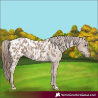 Horse Color:Classic Champagne Appaloosa and Classic Champagne Appaloosa