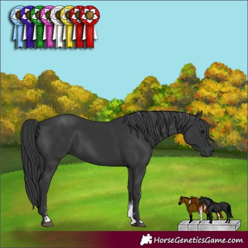 Horse Color:Black Sabino Rabicano