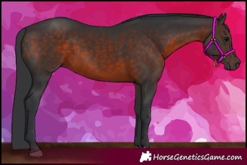 Horse Color:Brown 
