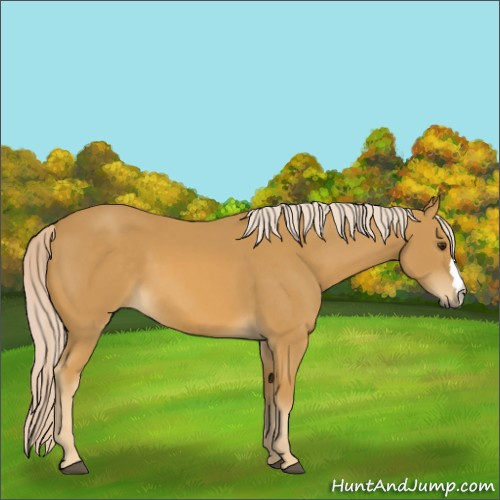 Horse Color:Palomino 