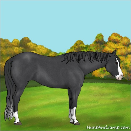 Horse Color:Blue Roan Splash