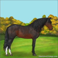 Horse Color:Brown 
