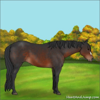 Horse Color:Brown 