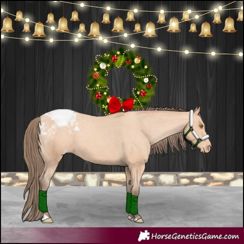 Horse Color:Amber Champagne Appaloosa 