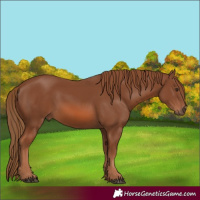 Horse Color:Chestnut 