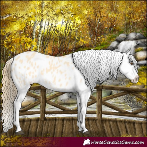Horse Color:Buckskin Dun Splash Appaloosa 