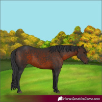 Horse Color:Brown 