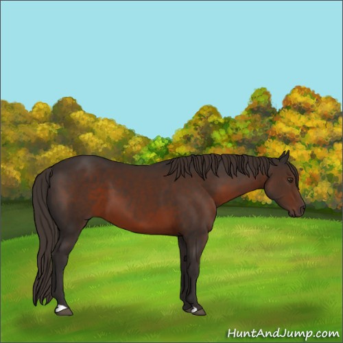 Horse Color:Liver Chestnut 