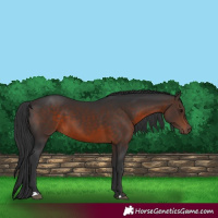 Horse Color:Brown 