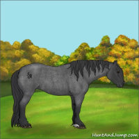 Horse Color:Blue Roan 