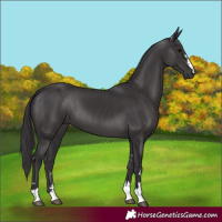 Horse Color:Smoky Black