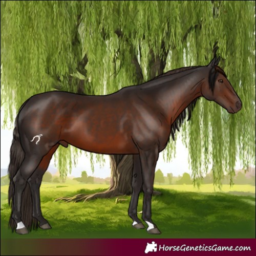 Horse Color:Liver Chestnut 