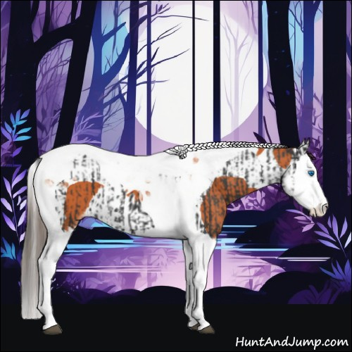 Horse Color:Black Splash Tobiano Appaloosa  and Bay Splash Tobiano Appaloosa 