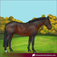 Horse Color:Brown 