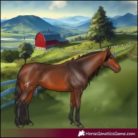 Horse Color:Bay 