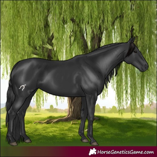 Horse Color:Black 