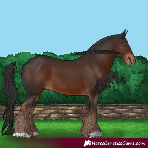 Horse Color:Liver Chestnut 