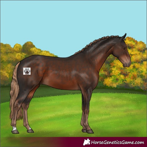 Horse Color:Liver Chestnut 