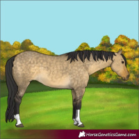 Horse Color:Buckskin Dun Tobiano 