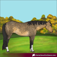 Horse Color:Buckskin Dun Tobiano 