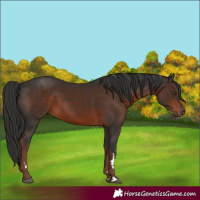 Horse Color:Liver Chestnut 