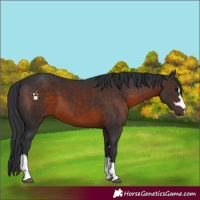Horse Color:Brown 