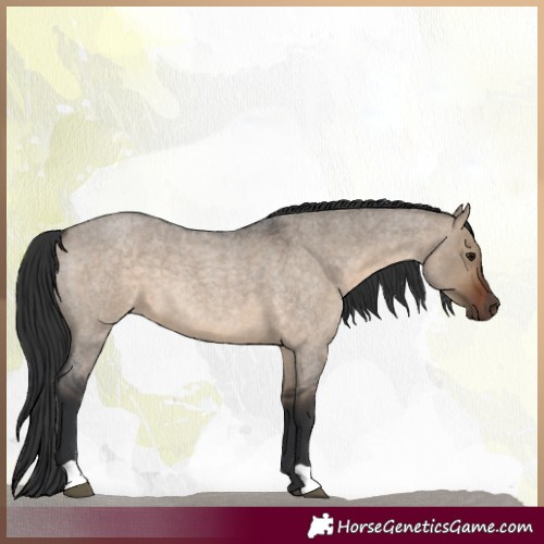 Horse Color:Brown Roan Dun 
