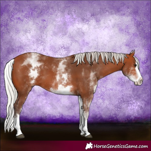 Horse Color:White Spotted Silver Bay Splash 