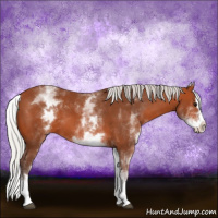 Horse Color:White Spotted Silver Bay Splash 