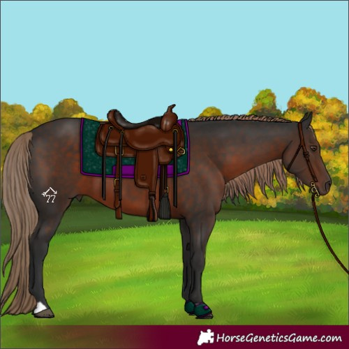 Horse Color:Liver Chestnut 