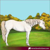 Horse Color:Buckskin Roan Pearl  and White Spotted Buckskin Pearl 