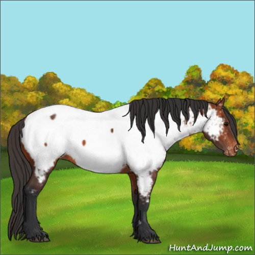 Horse Color:Bay Near Fewspot 