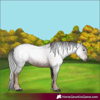 Horse Color:Gray Liver Chestnut 