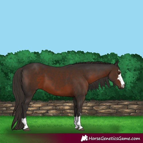 Horse Color:Liver Chestnut