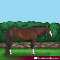 Horse Color:Liver Chestnut 