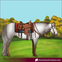 Horse Color:Gray Chestnut 