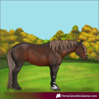 Horse Color:Liver Chestnut
